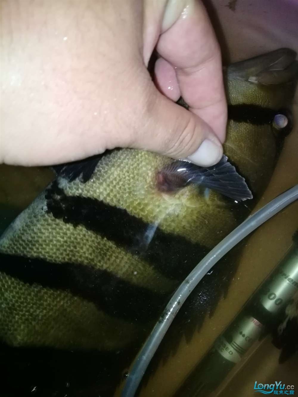 求虎魚大神看看我這35+大印尼四紋虎病危求助，虎魚瀕臨死亡，35歲大