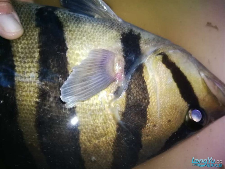 求虎魚大神看看我這35+大印尼四紋虎病危求助，虎魚瀕臨死亡，35歲大