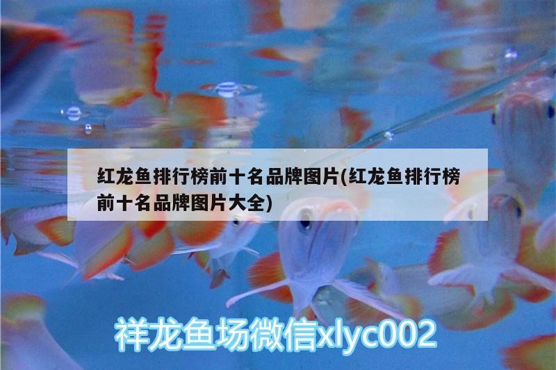 喂了一條龍兩條虎平常喂活的小魚兒但是龍魚老搶不過兩條虎魚怎么辦？龍魚沒吃飽虎魚吃撐了，魚與虎魚爭奪食物，如何平衡喂食以解決沖突？
