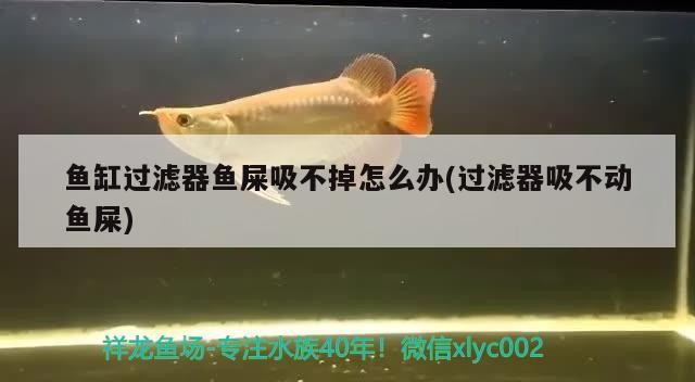 魚缸過濾器魚屎吸不掉怎么辦(過濾器吸不動魚屎)清潔難題，過濾器吸不動魚屎怎么辦