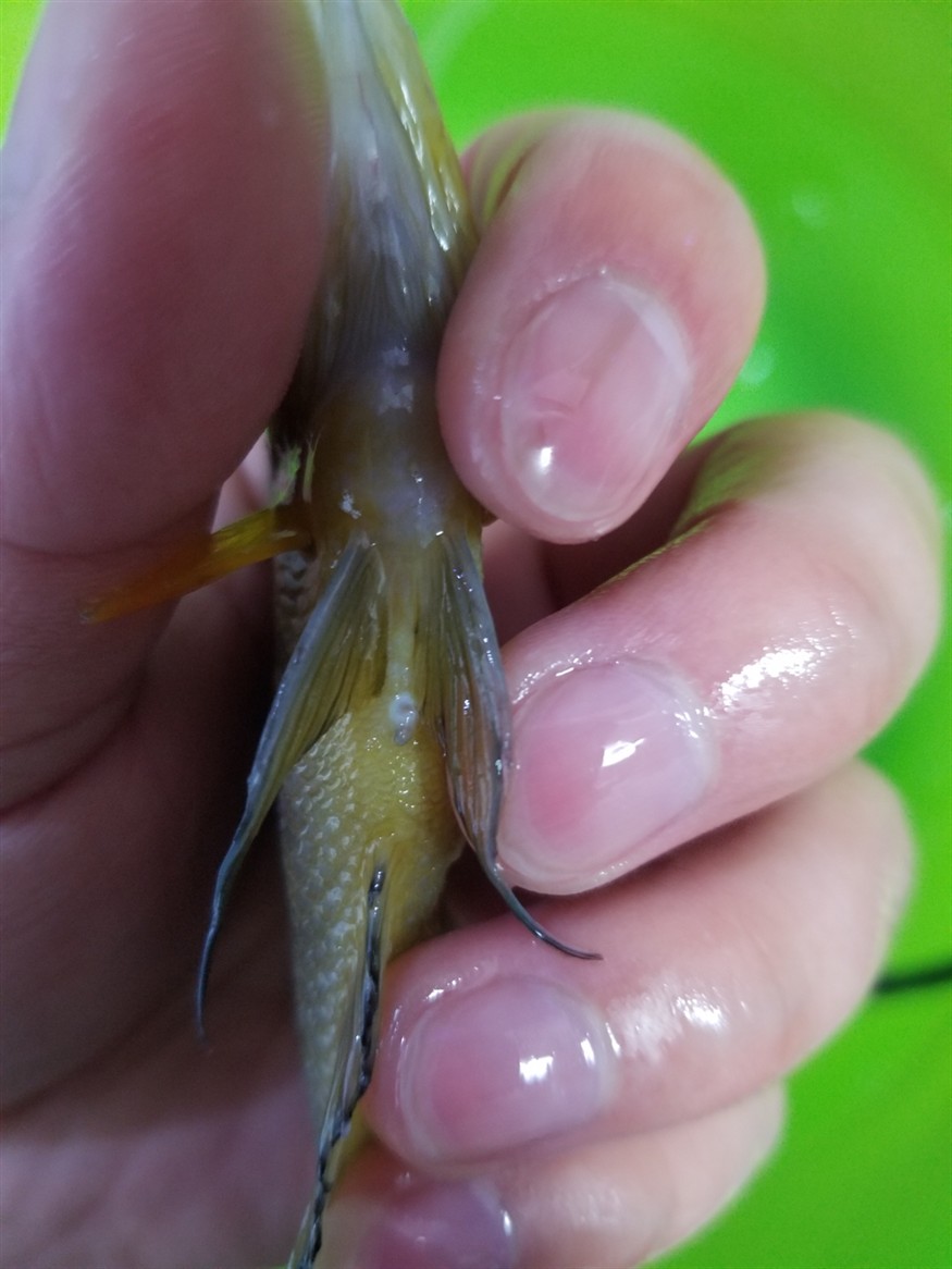 金頭虎會(huì)看公母的魚(yú)友麻煩幫我分辨一下，金頭虎魚(yú)的性別辨識(shí)技巧，專(zhuān)業(yè)魚(yú)友教你如何