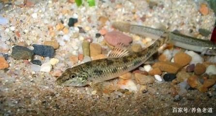 不推薦魚缸養的原生魚：不推薦在魚缸中養的原生魚：光唇魚是原生魚中的一種，魚養殖指南，不推薦魚缸養的光 不推薦魚缸養的原生魚：不推薦在魚缸中養的原生魚：光唇魚是原生魚中的一種，魚養殖指南，不推薦魚缸養的光 魚缸百科 第3張
