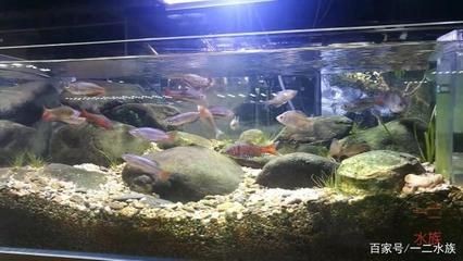 不推薦魚缸養的原生魚：不推薦在魚缸中養的原生魚：光唇魚是原生魚中的一種，魚養殖指南，不推薦魚缸養的光 不推薦魚缸養的原生魚：不推薦在魚缸中養的原生魚：光唇魚是原生魚中的一種，魚養殖指南，不推薦魚缸養的光 魚缸百科 第4張
