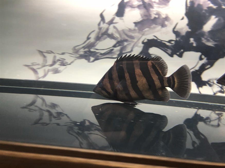 印尼虎魚蒙眼及體色見解加精吧，虎魚蒙眼現象及體色鑒賞