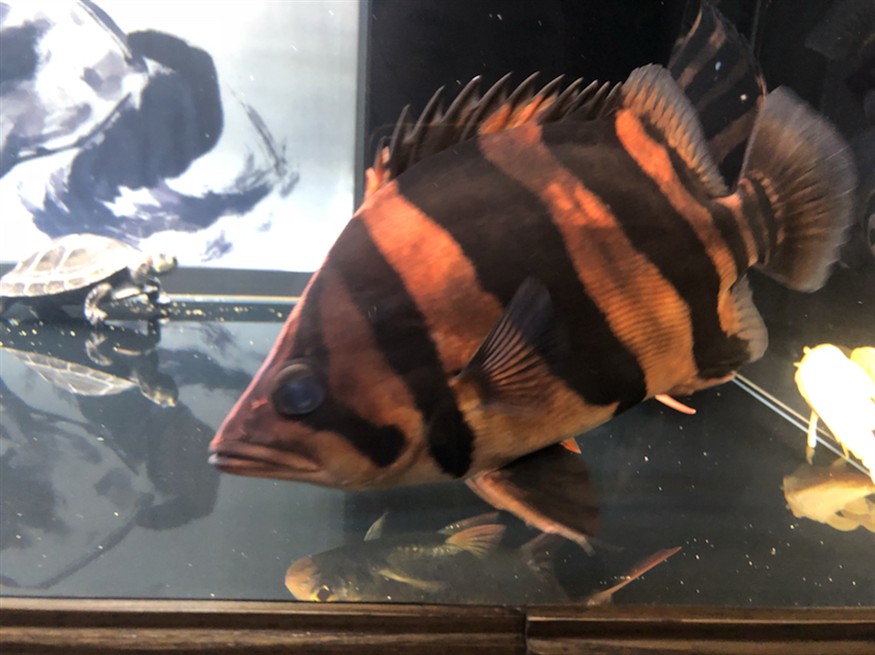 印尼虎魚蒙眼及體色見解加精吧，虎魚蒙眼現象及體色鑒賞