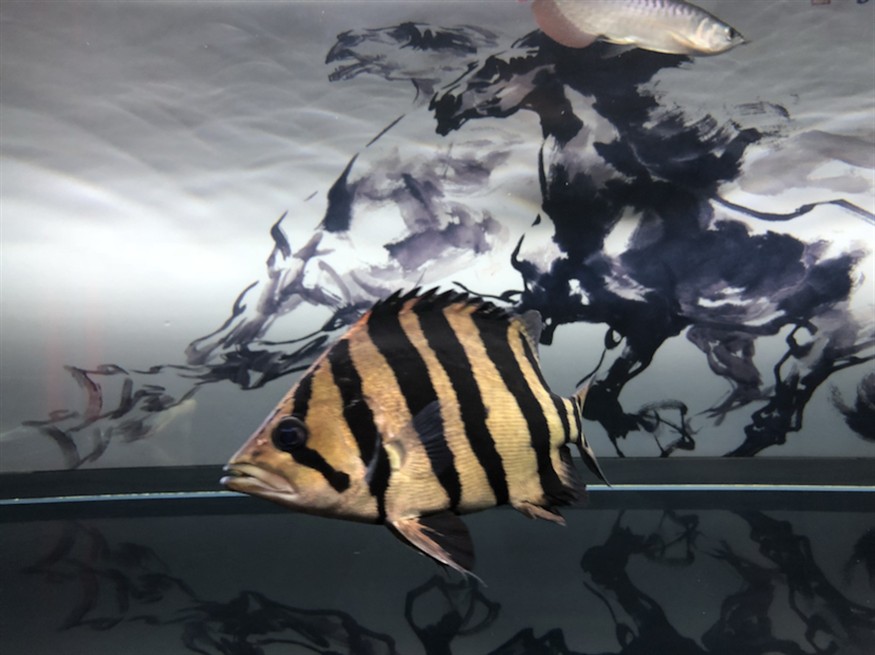 印尼虎魚蒙眼及體色見解加精吧，虎魚蒙眼現象及體色鑒賞