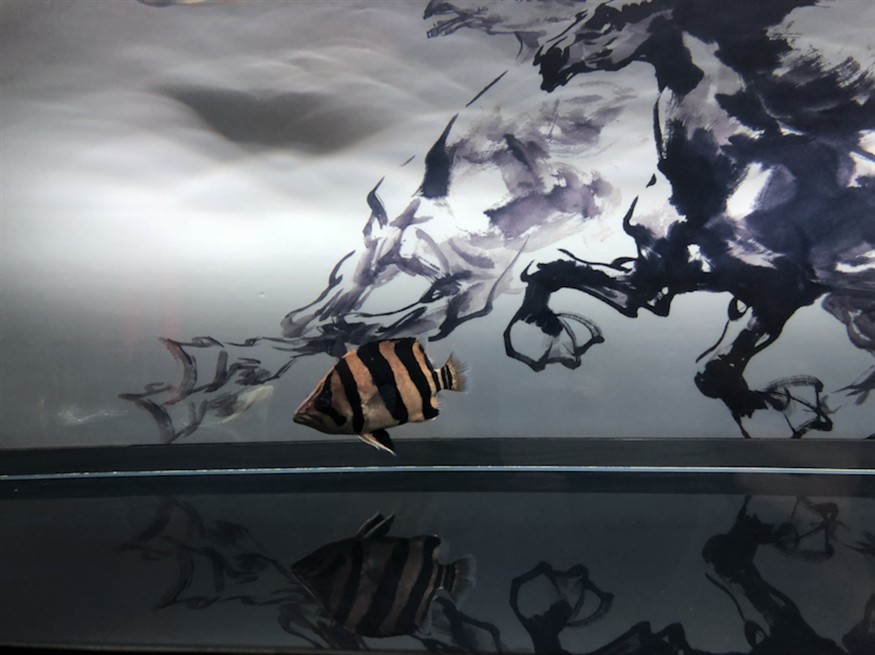 印尼虎魚蒙眼及體色見解加精吧，虎魚蒙眼現象及體色鑒賞