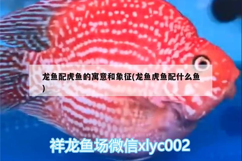 龍魚配虎魚的寓意和象征(龍魚虎魚配什么魚)魚與虎魚，傳統風水中的象征意義及配對指南
