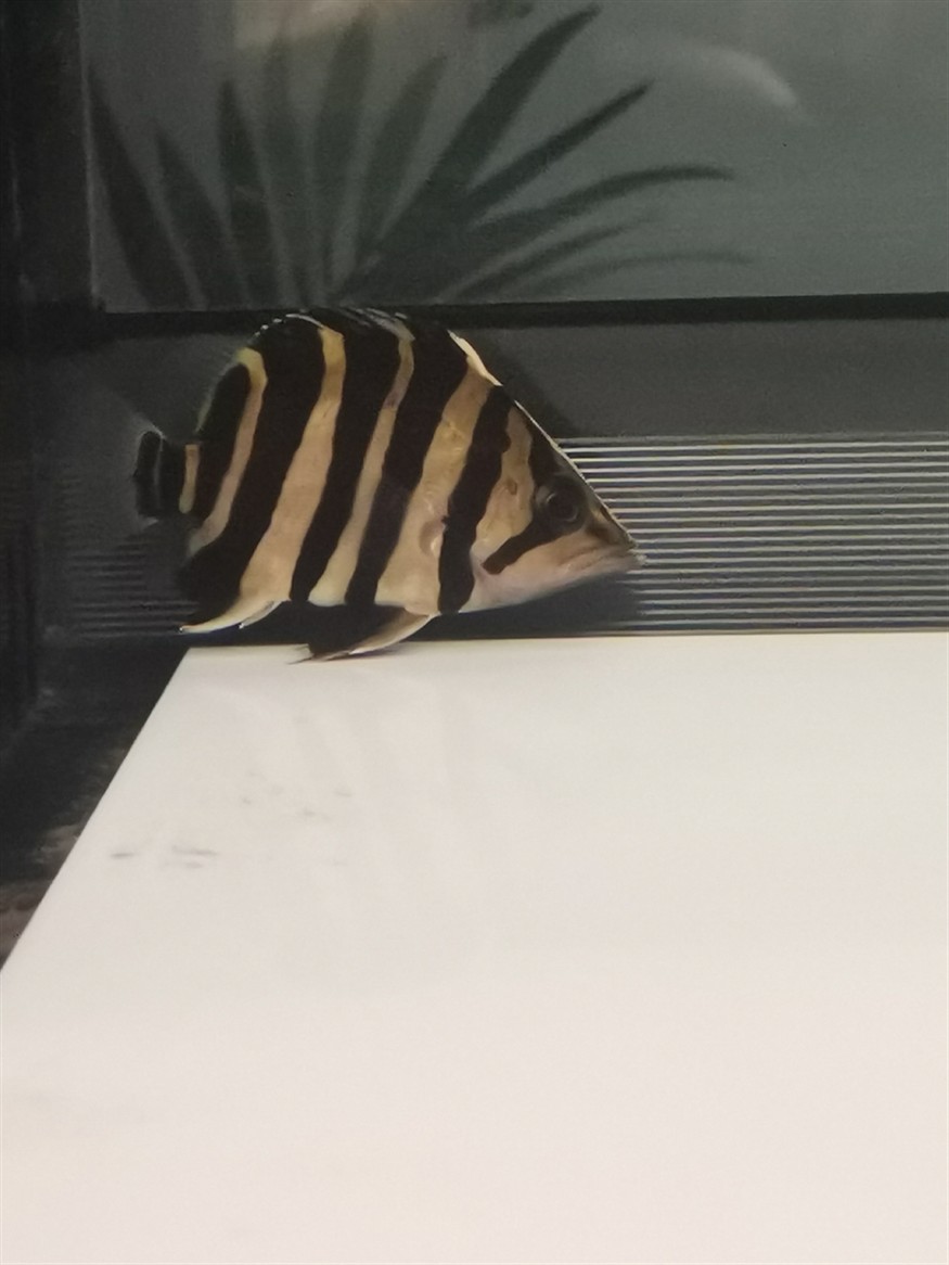 虎魚(yú)品相，魚(yú)鑒賞指南，品相的重要性及挑選