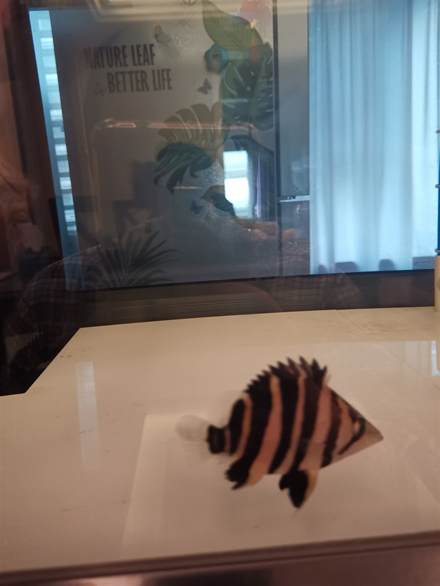 虎魚(yú)品相，魚(yú)鑒賞指南，品相的重要性及挑選