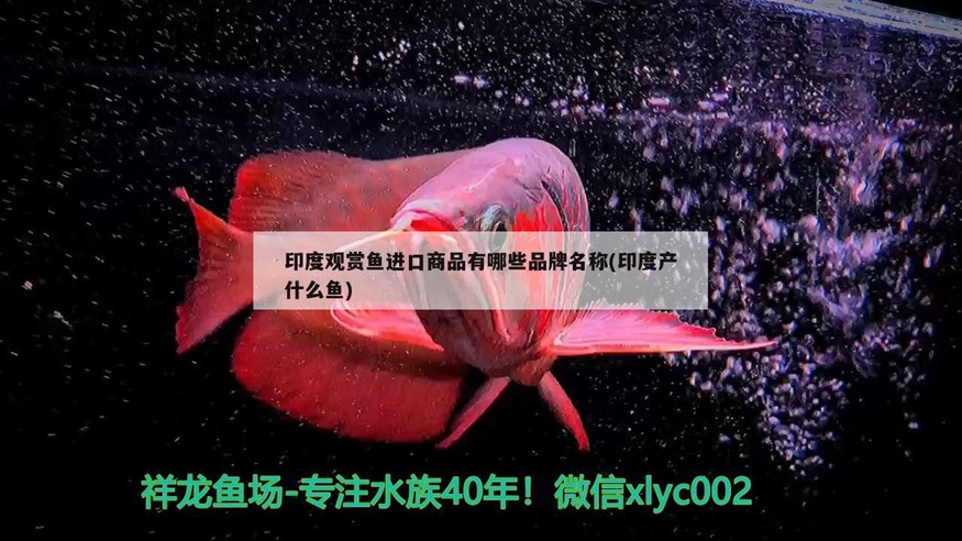 虎魚(yú)品相，魚(yú)鑒賞指南，品相的重要性及挑選