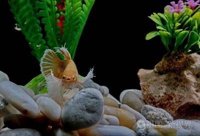 斗魚魚缸裝飾：如何打造一個(gè)夢(mèng)幻斗魚缸，夢(mèng)幻斗魚空間，斗魚魚缸裝飾
