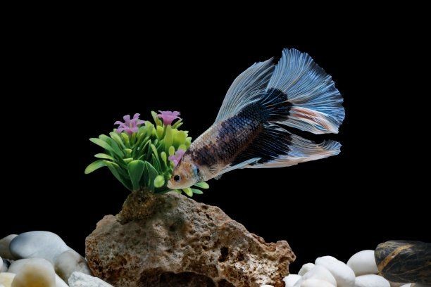 斗魚魚缸裝飾：如何打造一個(gè)夢(mèng)幻斗魚缸，夢(mèng)幻斗魚空間，斗魚魚缸裝飾