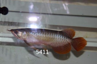 北京福滿家園水族館（北京福滿家園水族館地址）福滿家園水族館，探索海洋生物的奧秘，體驗