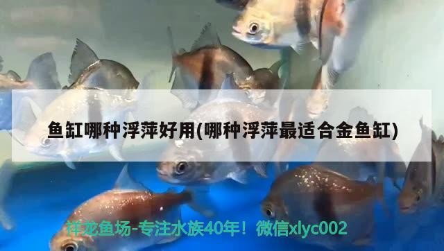 魚缸哪種浮萍好用(哪種浮萍最適合金魚缸)魚缸最佳浮萍選擇指南，提升水質 魚缸哪種浮萍好用(哪種浮萍最適合金魚缸)魚缸最佳浮萍選擇指南，提升水質 銀龍魚百科
