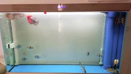 紅龍魚一年長(zhǎng)多少厘米算正常呢圖片大全（紅龍魚一年長(zhǎng)多少厘米算正常呢圖片大全視頻）龍魚一年生長(zhǎng)標(biāo)準(zhǔn)，揭秘紅龍魚一年長(zhǎng)多少厘米