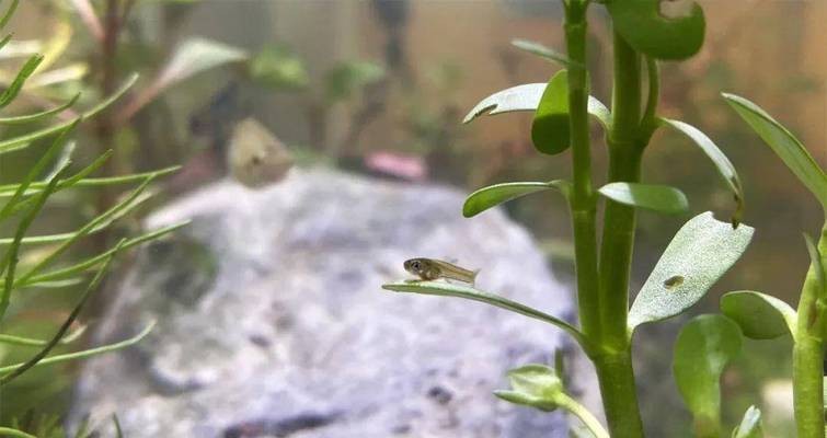 濰坊市寒亭區海王水族魚缸店（濰坊市寒亭區海王水族魚缸店電話）市寒亭區海王水族魚缸店聯系方式及地址信息