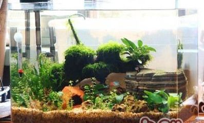 大型魚缸養小型魚，魚缸養小型魚，探索家庭水族