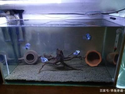 南充市開發區金升水族漁具行（南充金魚批發市場在哪里）充市開發區金升水族漁具行，探索南充市金魚批發市場的奧秘 南充市開發區金升水族漁具行（南充金魚批發市場在哪里）充市開發區金升水族漁具行，探索南充市金魚批發市場的奧秘 全國水族館企業名錄 第1張