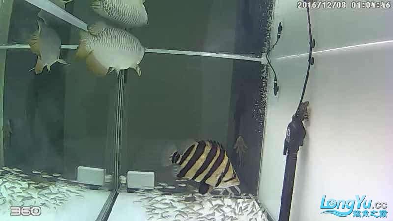 凌晨1點360截圖 虎魚，1點360截圖，虎魚 凌晨1點360截圖 虎魚，1點360截圖，虎魚 虎魚百科 第3張