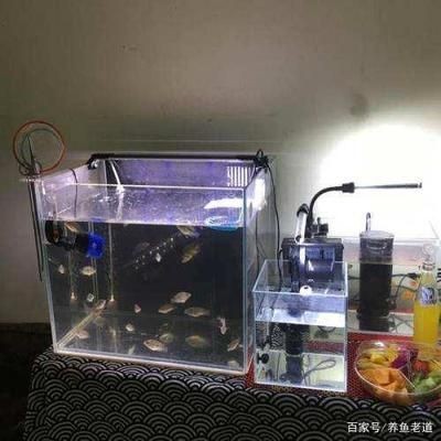大魚缸養(yǎng)魚需要什么配件呢：大魚缸養(yǎng)魚所需的輔助工具，魚缸養(yǎng)魚必備配件清單，打造完美水族箱的輔助 大魚缸養(yǎng)魚需要什么配件呢：大魚缸養(yǎng)魚所需的輔助工具，魚缸養(yǎng)魚必備配件清單，打造完美水族箱的輔助 魚缸百科 第1張