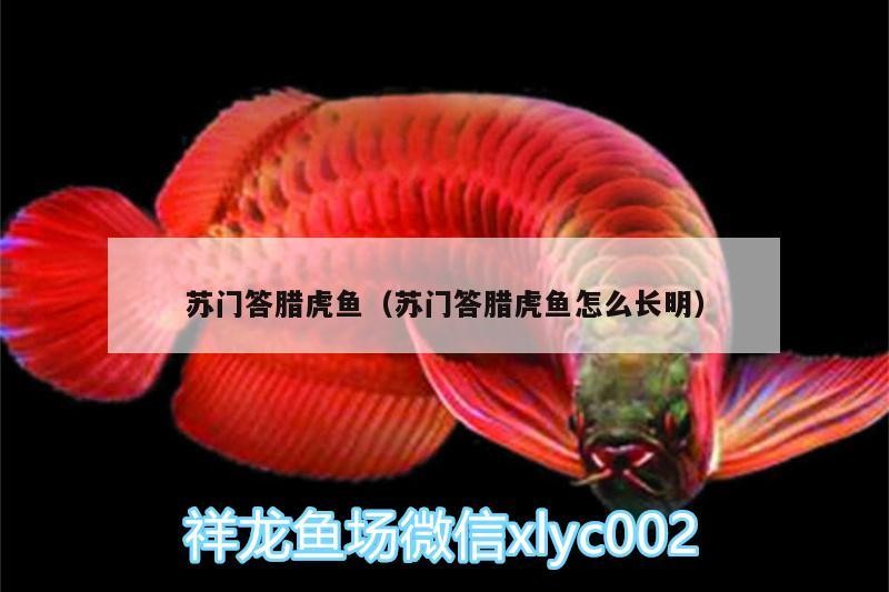 蘇門答臘虎魚（蘇門答臘虎魚怎么長明）門答臘虎魚，揭秘其神秘