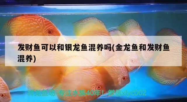 發(fā)財魚可以和銀龍魚混養(yǎng)嗎(金龍魚和發(fā)財魚混養(yǎng))龍魚與發(fā)財魚混養(yǎng)指南，探索水中的和諧共生