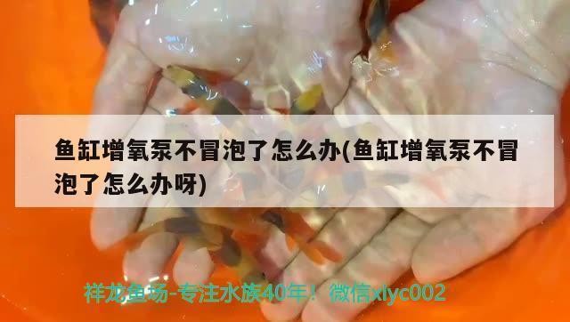 博羅縣龍溪鎮(zhèn)易龍花卉水族店（博羅縣龍溪鎮(zhèn)易龍花卉水族店電話）羅縣龍溪鎮(zhèn)易龍花卉水族店聯(lián)系方式及地址