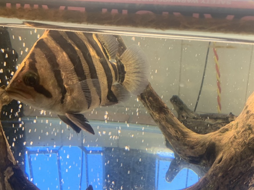 出虎魚，魚的神秘魅力，探索其獨特的生態