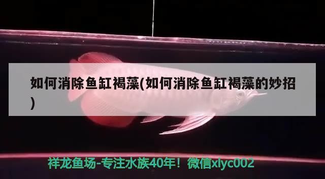 武漢市江岸區福家玻璃水族經營部（武漢市江岸區福家玻璃水族經營部地址）市江岸區福家玻璃水族經營部，專業水族