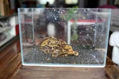 斗魚魚缸底砂用什么好：如何選擇合適的魚缸底砂？斗魚魚缸底砂選擇指南，打造