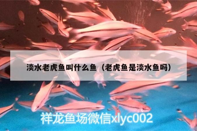 淡水老虎魚叫什么魚（老虎魚是淡水魚嗎）中的猛獸，揭秘老虎魚的別 淡水老虎魚叫什么魚（老虎魚是淡水魚嗎）中的猛獸，揭秘老虎魚的別 虎魚百科