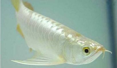 白色的龍魚是什么品種的魚，神秘的白色龍魚，品種與特征解析
