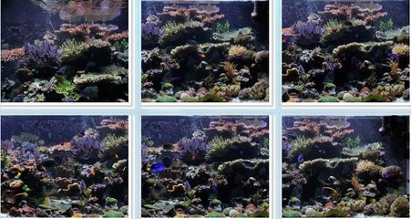 黃島區(qū)家家有水族店（黃島水族市場(chǎng)在哪）島區(qū)水族市場(chǎng)探秘，家家有特色，盡在