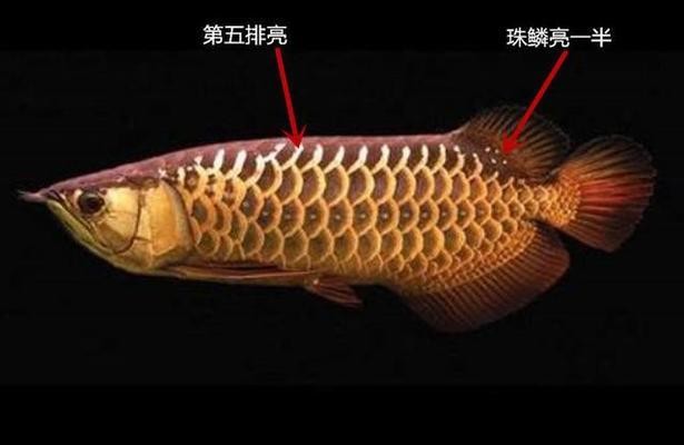 紅龍魚如何飼養和喂養視頻教學（紅龍魚如何飼養和喂養視頻教學大全）龍魚飼養與喂養技巧大全，視頻