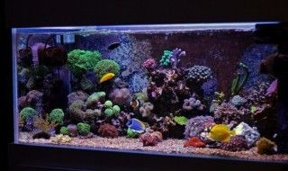 安彩魚(yú)缸怎么樣清洗干凈水垢：如何清洗魚(yú)缸水垢，安彩魚(yú)缸清潔秘訣，高效去除水 安彩魚(yú)缸怎么樣清洗干凈水垢：如何清洗魚(yú)缸水垢，安彩魚(yú)缸清潔秘訣，高效去除水 魚(yú)缸百科 第1張