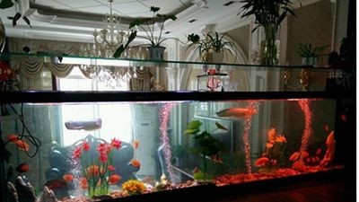 安彩魚(yú)缸怎么樣清洗干凈水垢：如何清洗魚(yú)缸水垢，安彩魚(yú)缸清潔秘訣，高效去除水 安彩魚(yú)缸怎么樣清洗干凈水垢：如何清洗魚(yú)缸水垢，安彩魚(yú)缸清潔秘訣，高效去除水 魚(yú)缸百科 第3張