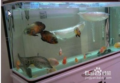 安彩魚(yú)缸怎么樣清洗干凈水垢：如何清洗魚(yú)缸水垢，安彩魚(yú)缸清潔秘訣，高效去除水 安彩魚(yú)缸怎么樣清洗干凈水垢：如何清洗魚(yú)缸水垢，安彩魚(yú)缸清潔秘訣，高效去除水 魚(yú)缸百科 第4張