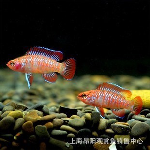 紅龍魚一年長多少厘米正常圖片大全集（紅龍魚一年長多少厘米正常圖片大全集）龍魚一年生長標(biāo)準(zhǔn)，揭秘其正常長度增長的驚人數(shù)據(jù) 紅龍魚一年長多少厘米正常圖片大全集（紅龍魚一年長多少厘米正常圖片大全集）龍魚一年生長標(biāo)準(zhǔn)，揭秘其正常長度增長的驚人數(shù)據(jù) 紅龍魚百科