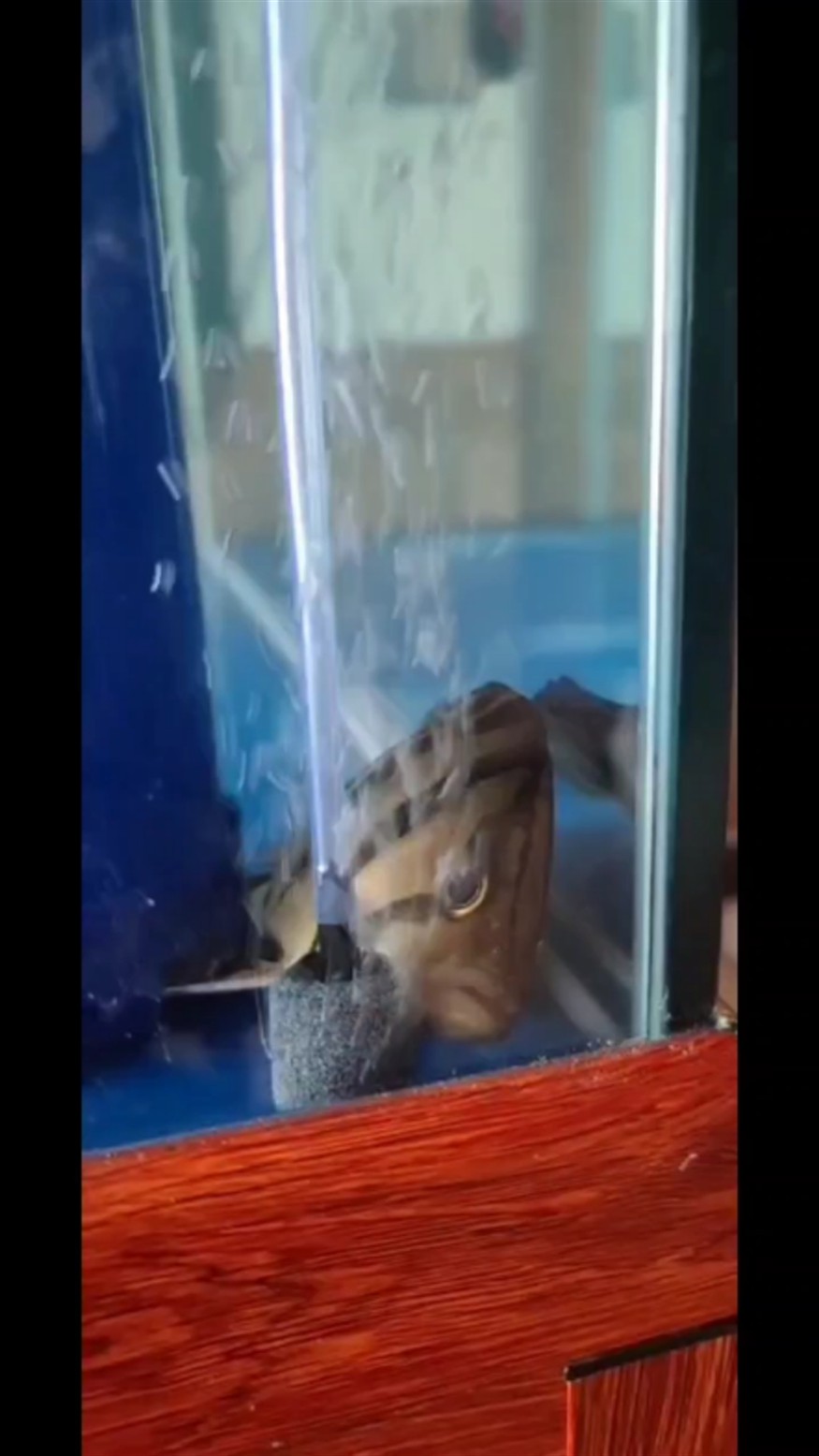 如何與銀龍魚建立信任，與銀龍魚建立信任是飼養(yǎng)者在養(yǎng)魚中必須面對的重要課題
