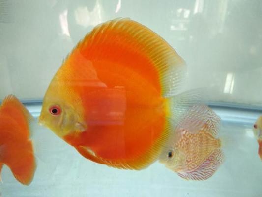 大城縣新風路漁友水族漁具店（大城縣新風路漁友水族漁具店電話）城縣新風路漁友水族漁具店電話及地址信息