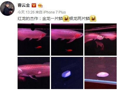 紅龍魚經常撞缸怎么回事兒（紅龍魚經常撞缸怎么回事兒啊）龍魚頻繁撞缸現象解析及預防