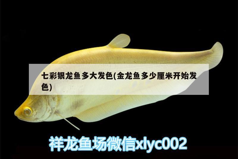 錦鯉和銀龍能混養嗎，虎魚能和銀龍一起養嗎，鯉與銀龍混養指南，虎魚能否和諧共處
