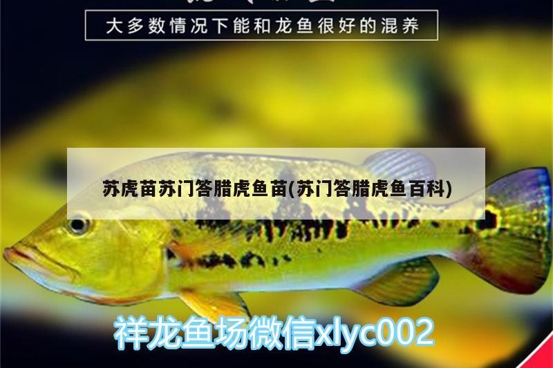 蘇虎苗蘇門答臘虎魚苗(蘇門答臘虎魚百科)虎苗，揭秘蘇門答臘虎魚的養(yǎng)殖與百科