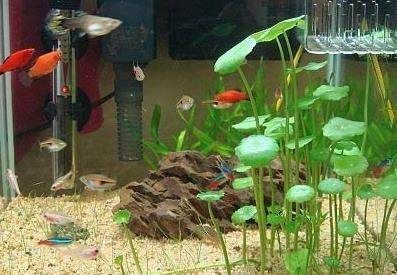 草金魚為什么會跳出魚缸：如何解決草金魚跳出魚缸的問題，金魚跳出魚缸之謎，解決跳出問題