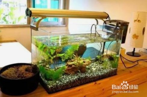 大魚缸怎么扔掉：大魚缸如何處理大魚缸的處理方法和注意事項和注意事項，魚缸處理指南，安全丟棄與注意事項全