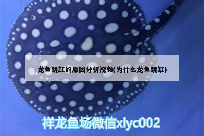 龍魚跳缸的原因分析視頻(為什么龍魚跳缸)龍魚跳缸之謎，探究背后的科學