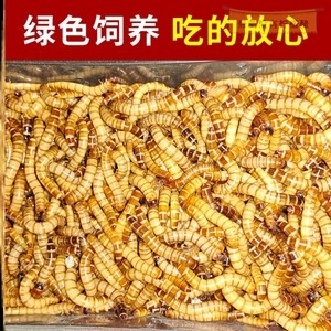 紅龍魚最貴的一條多少錢圖片和價格表（紅龍魚最貴的一條多少錢圖片和價格表）龍魚價格一覽，最貴一條高達(dá)20萬人民幣！