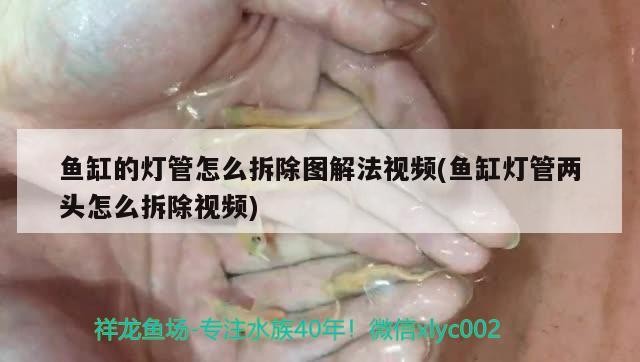 魚缸的燈管怎么拆除圖解法視頻(魚缸燈管兩頭怎么拆除視頻)魚缸燈管拆除圖解法視頻教程，輕松移除兩端的 魚缸的燈管怎么拆除圖解法視頻(魚缸燈管兩頭怎么拆除視頻)魚缸燈管拆除圖解法視頻教程，輕松移除兩端的 銀龍魚百科