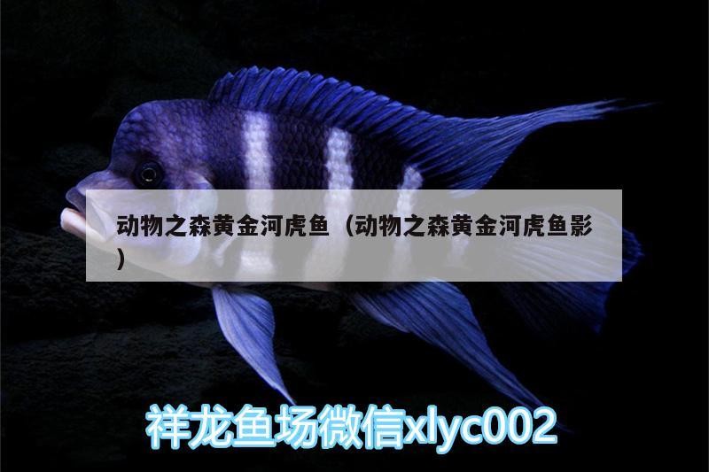 動物之森黃金河虎魚（動物之森黃金河虎魚影）動物之森黃金河虎魚，探索神秘海底世界的魅力